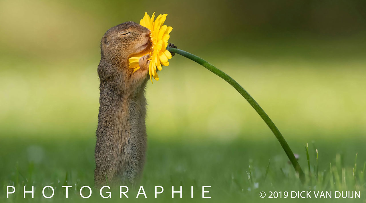 Photographed squirrel